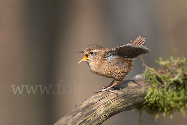 Zaunkönig (Troglodytes troglodytes)
