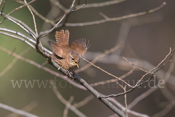 Zaunkönig (Troglodytes troglodytes)