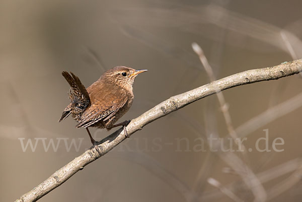 Zaunkönig (Troglodytes troglodytes)