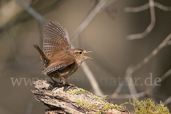 Zaunkönig (Troglodytes troglodytes)