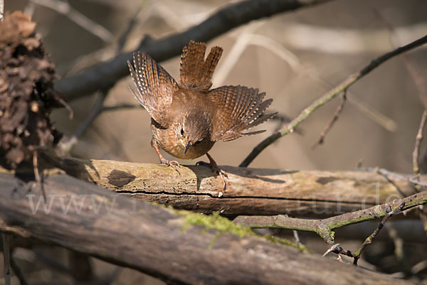 Zaunkönig (Troglodytes troglodytes)