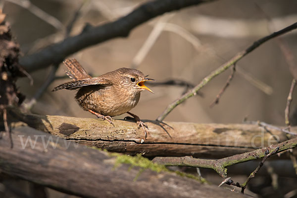 Zaunkönig (Troglodytes troglodytes)