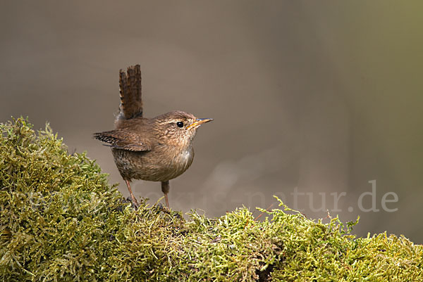 Zaunkönig (Troglodytes troglodytes)