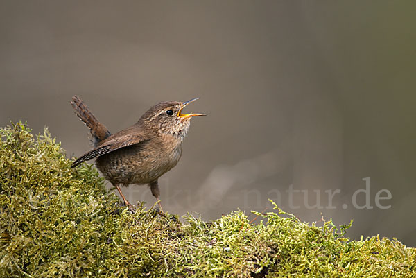 Zaunkönig (Troglodytes troglodytes)