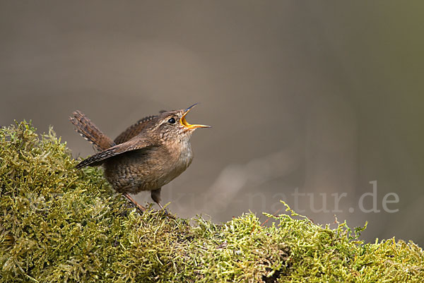 Zaunkönig (Troglodytes troglodytes)