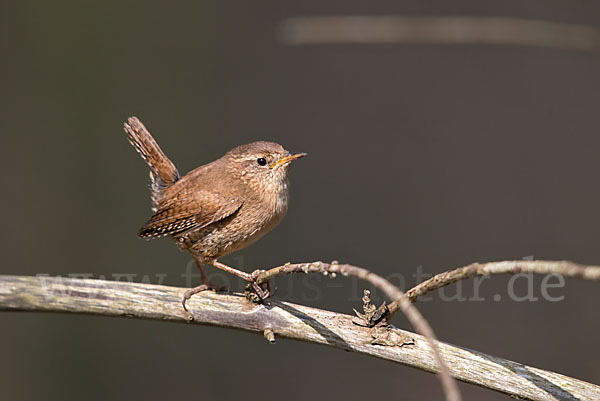 Zaunkönig (Troglodytes troglodytes)