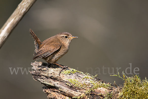 Zaunkönig (Troglodytes troglodytes)