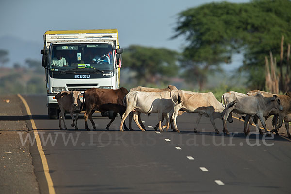 Zebu (Bos primigenius indicus)