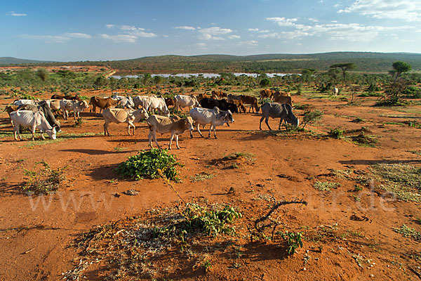 Zebu (Bos primigenius indicus)