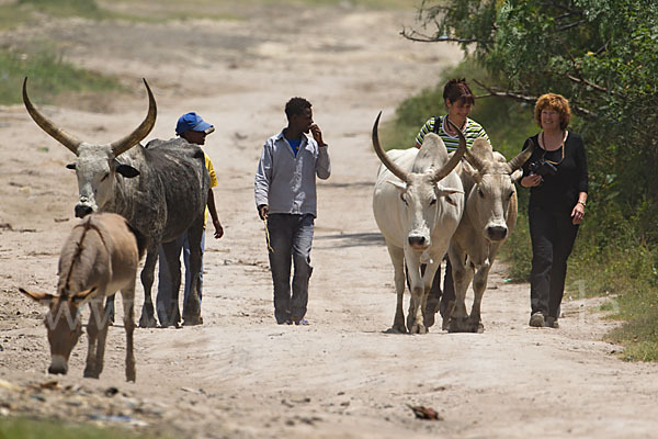 Zebu (Bos primigenius indicus)