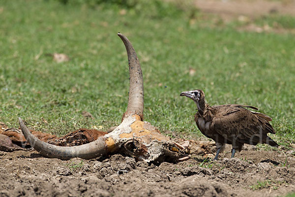 Zebu (Bos primigenius indicus)