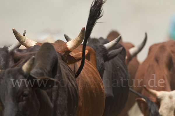 Zebu (Bos primigenius indicus)