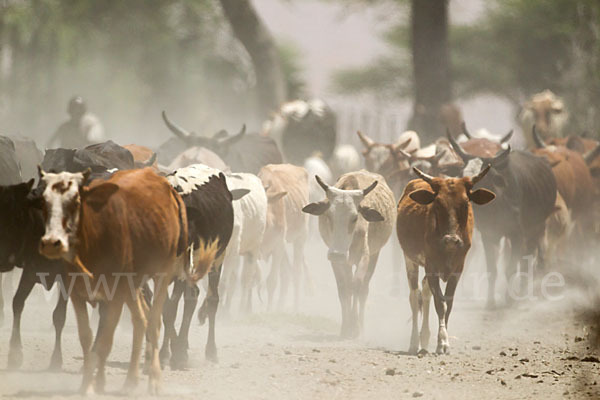 Zebu (Bos primigenius indicus)