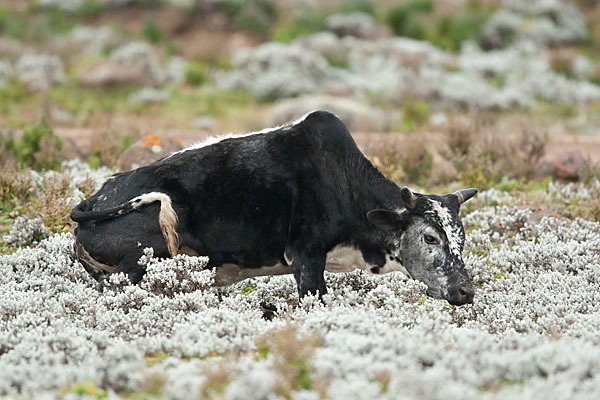 Zebu (Bos primigenius indicus)