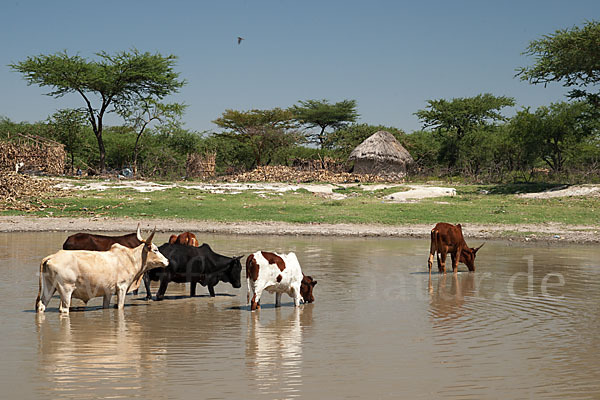 Zebu (Bos primigenius indicus)