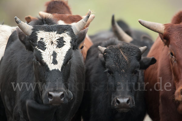 Zebu (Bos primigenius indicus)