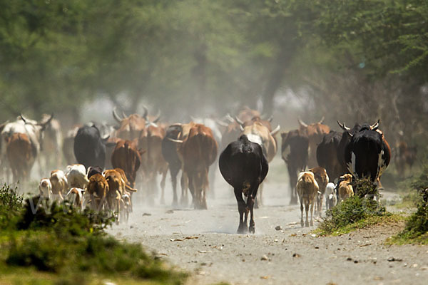 Zebu (Bos primigenius indicus)