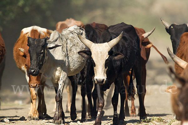 Zebu (Bos primigenius indicus)