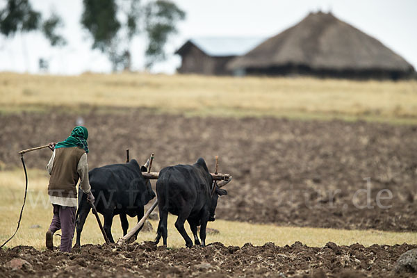 Zebu (Bos primigenius indicus)