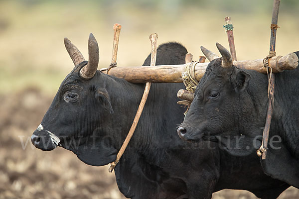 Zebu (Bos primigenius indicus)