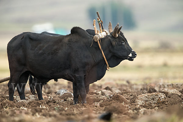 Zebu (Bos primigenius indicus)