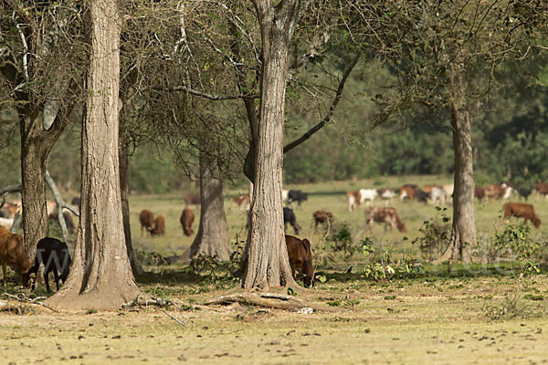 Zebu (Bos primigenius indicus)