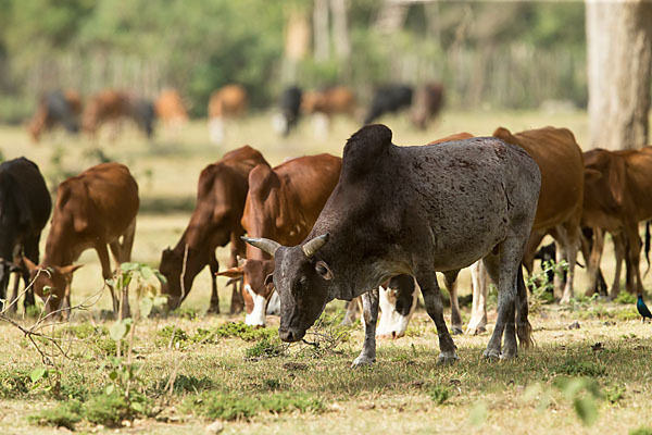 Zebu (Bos primigenius indicus)