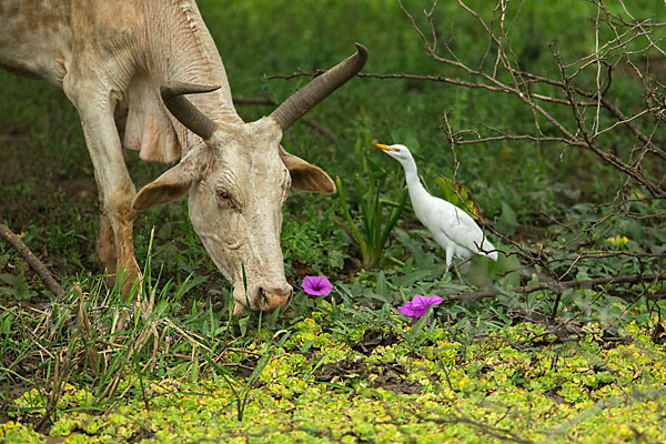 Zebu (Bos primigenius indicus)