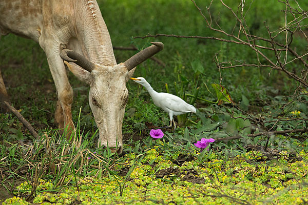 Zebu (Bos primigenius indicus)