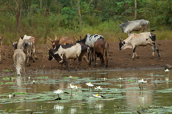 Zebu (Bos primigenius indicus)