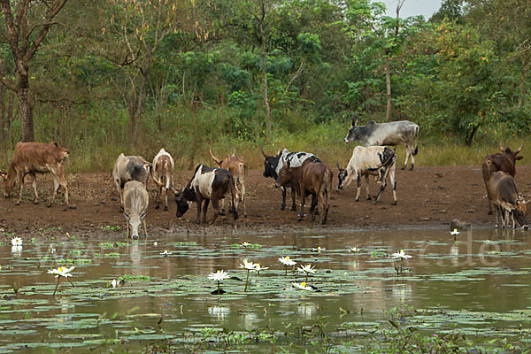 Zebu (Bos primigenius indicus)