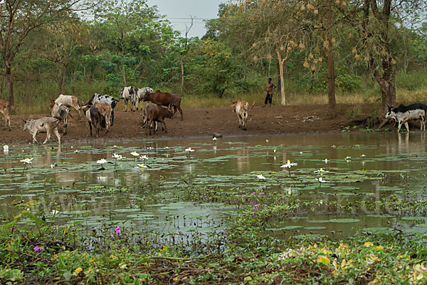 Zebu (Bos primigenius indicus)