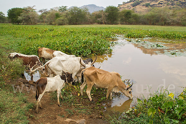 Zebu (Bos primigenius indicus)