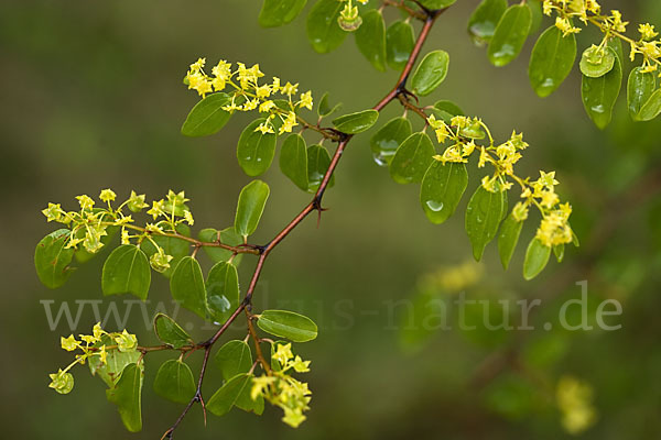 Zickzackdorn (Ziziphus lotus)