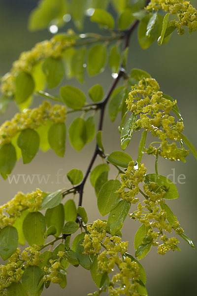 Zickzackdorn (Ziziphus lotus)