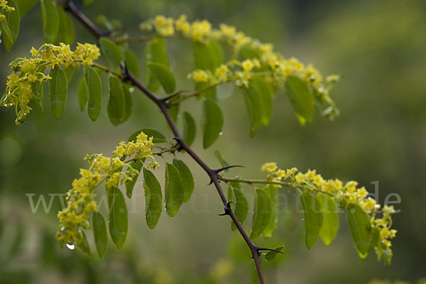 Zickzackdorn (Ziziphus lotus)