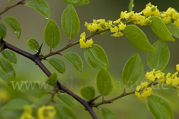 Zickzackdorn (Ziziphus lotus)