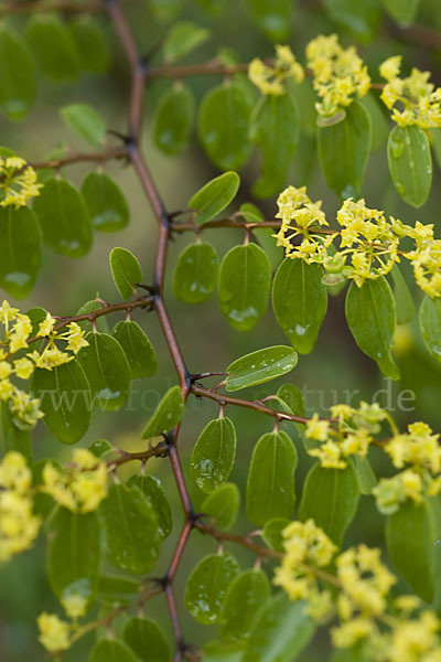 Zickzackdorn (Ziziphus lotus)