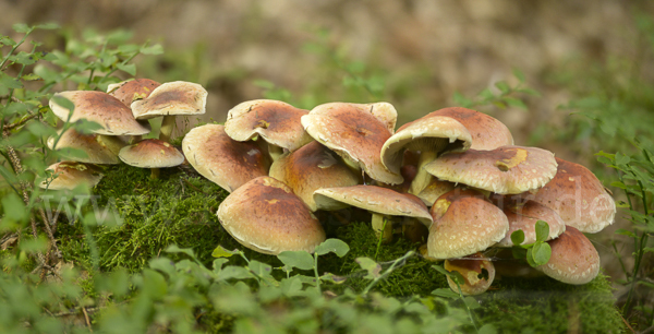 Ziegelroter Schwefelkopf (Hypholoma lateritium)