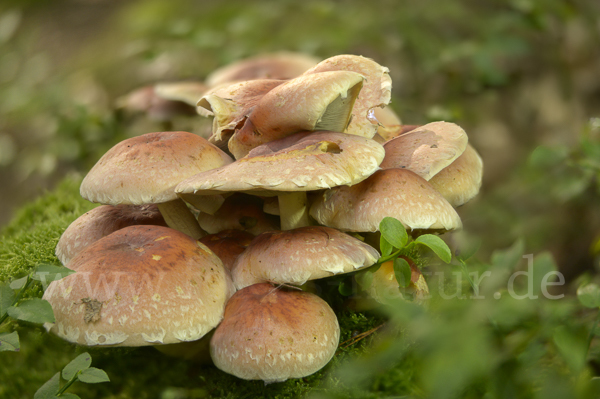 Ziegelroter Schwefelkopf (Hypholoma lateritium)