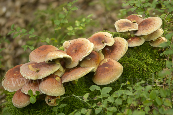 Ziegelroter Schwefelkopf (Hypholoma lateritium)