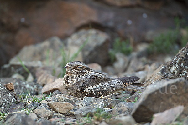 Ziegenmelker (Caprimulgus europaeus)