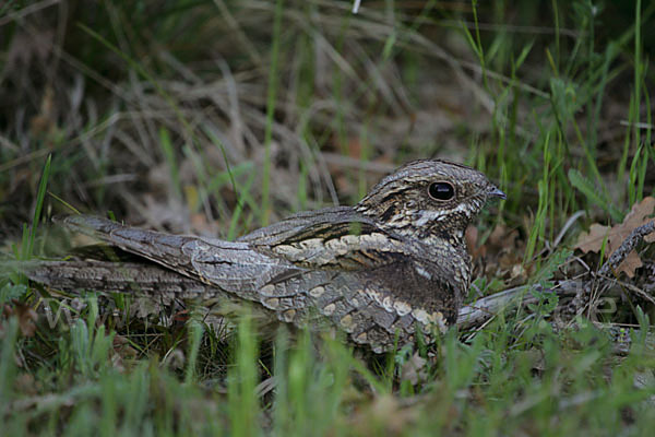 Ziegenmelker (Caprimulgus europaeus)