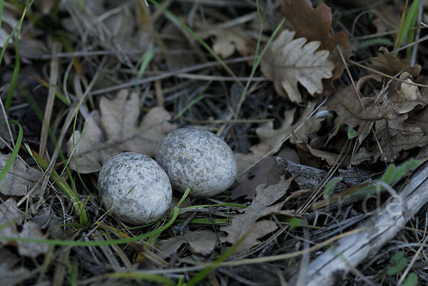 Ziegenmelker (Caprimulgus europaeus)