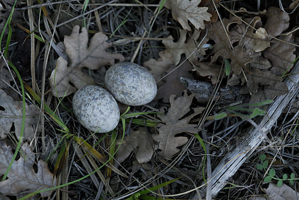 Ziegenmelker (Caprimulgus europaeus)