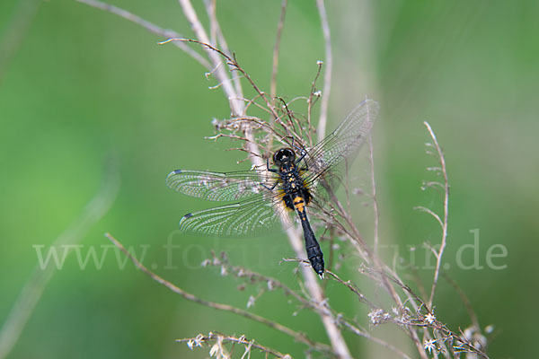 Zierliche Moosjungfer (Leucorrhinia caudalis)