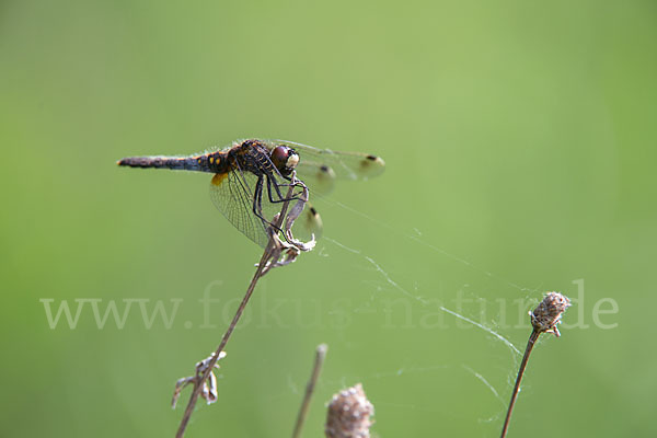 Zierliche Moosjungfer (Leucorrhinia caudalis)