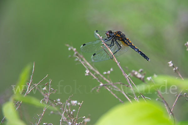 Zierliche Moosjungfer (Leucorrhinia caudalis)