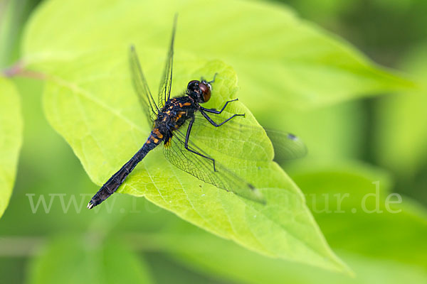 Zierliche Moosjungfer (Leucorrhinia caudalis)