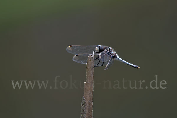 Zierliche Moosjungfer (Leucorrhinia caudalis)